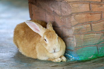 brown rabbit rest on the rock