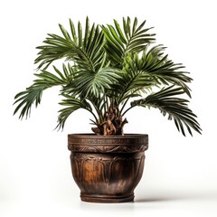 Obraz premium Interior home plant in pot