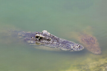 Close up big head crocodile is show head in river