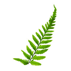 isolated fern leaves in white background with clipping path for design or decoration