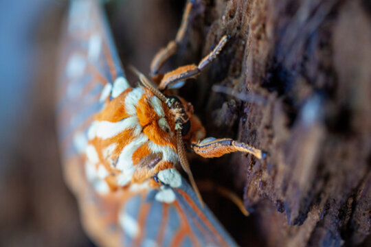 Regal moth macro on a wood background.