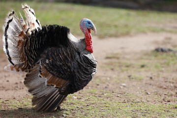 itaju do colonia, bahia, brazil - july 23, 2023: turkey bird - Meleagris gallopavo - seen on a farm in rural Bahia.