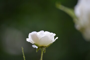 white creeper rose bloomed