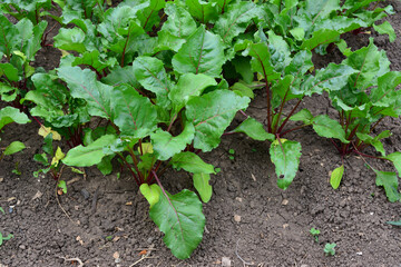 beetroot plant with green leaves growing in the garden close up 