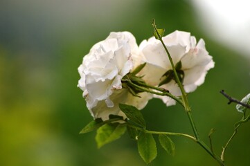 white creeper rose bloomed