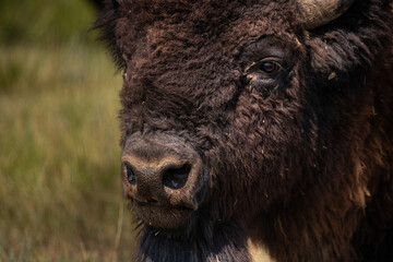 American Bison