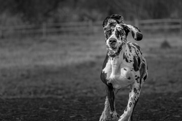 2022-03-01 BLACK AND WHITE COLORED GREAT DANE RUNNING WITH EARS FLOPPING MOUTH OPEN AND A BLURRY...