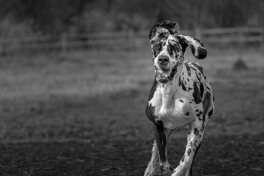 2022-03-01 BLACK AND WHITE COLORED GREAT DANE RUNNING WITH EARS FLOPPING MOUTH OPEN AND A BLURRY BACKGROUND AT THE OFF LEASH DOG PARK AT MARYMOOR IN REDMNOD WASHINGTON