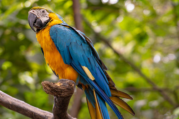 Close up portrait of colorful blue and yellow macaw parrot Ara ararauna, Close up portrait of a yellow and blue Parrot.