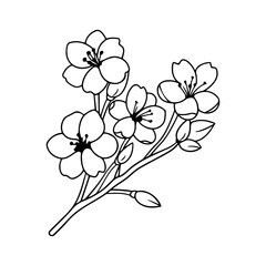 plum blossom illustration, flowers of cherry, sakura, wild cherry plum.