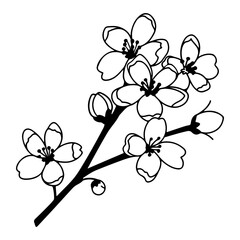plum blossom illustration, flowers of cherry, sakura, wild cherry plum.