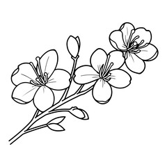 plum blossom illustration, flowers of cherry, sakura, wild cherry plum.