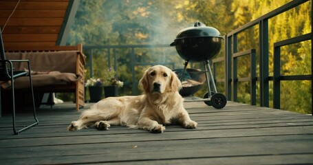 A large dog of light coloring poses at a picnic against the backdrop of a green forest. Rest in a country house, picnic with pets
