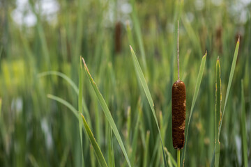 Close up of swamp cattails.