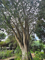 Fototapeta na wymiar tree in the garden