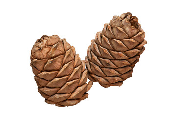 Two pine cones isolated on white PNG