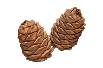 Two pine cones isolated on white PNG