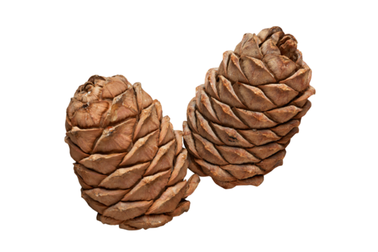 Two pine cones isolated on white PNG