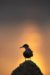 A Juvenile White-cheeked Tern preening during sunrise