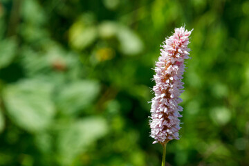 Renouée bistorte ou bistorta