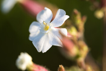 Silene latifolia, white campion flower closeup selective focus