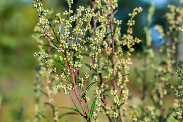 Artemisia campestris, field wormwood flowers closeup selective focus