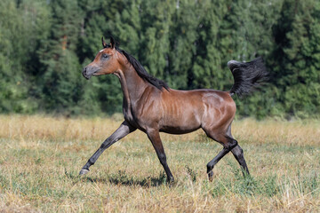 Young pretty arabian horse runs and frolics summer background