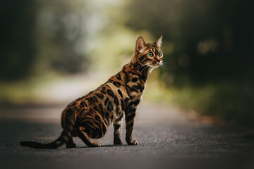 Bengal cat on a beautiful summer street