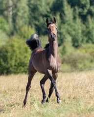 Young pretty arabian horse runs and frolics summer background