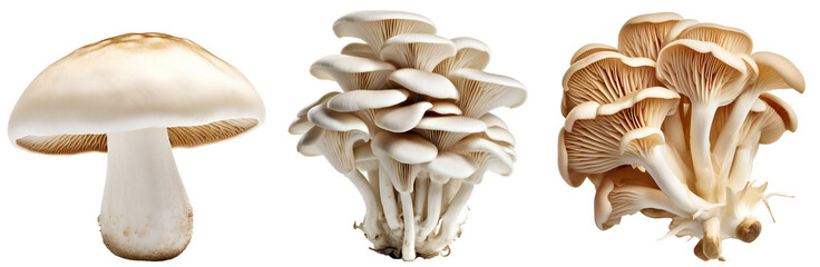 Set of mushrooms. One white mushroom. Bunch of oyster mushrooms. Fresh mushrooms. Isolated on a transparent background. KI. - obrazy, fototapety, plakaty