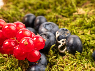 Ripe blueberries and currants on green moss. Blueberries close up.