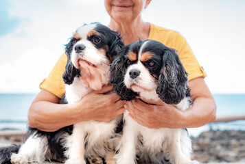 Senior woman in yellow jersey sitting close to the beach embracing her two cavalier king charles...
