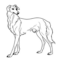 Borzoi, hand drawn cartoon character, dog icon.