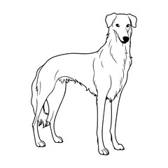 Borzoi, hand drawn cartoon character, dog icon.