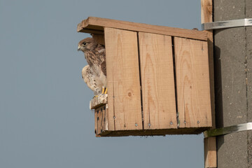 Young Common kestrels waiting their parents to bring food