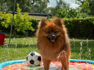 Spitz dog in a dog fountain on a green lawn. Spitz dog plays in the water.