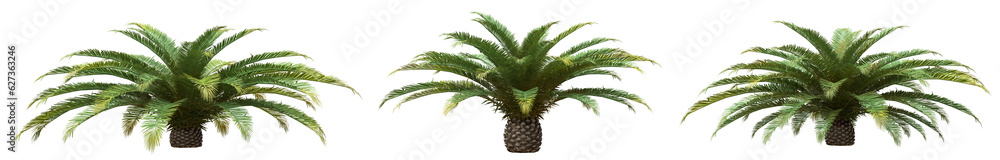 Poster set of phoenix canariensis palm tree with isolated on transparent background. png file, 3d rendering