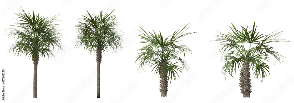 Aufkleber set of sabal palmetto or cabbage palm with isolated on transparent background. png file, 3d renderin