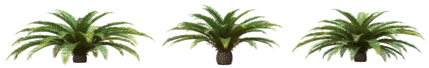Set of Phoenix canariensis palm tree with isolated on transparent background. PNG file, 3D rendering illustration, Clip art and cut out