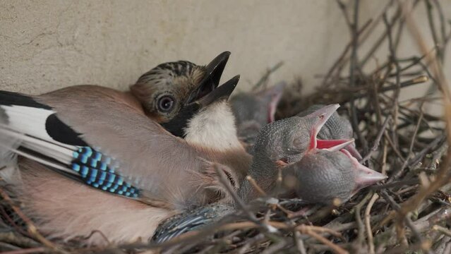 Blue jay mother with chiks in a nest
