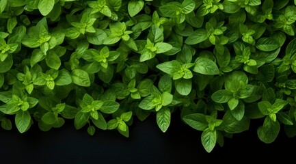 oregano background