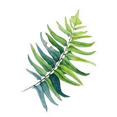Fern frond isolated vector illustration,green Polypodiophyta plant leaf isolated on white background. Detailed fern drawing. Tropical forest or garden herb, grass bush leaf.  © SunwArt