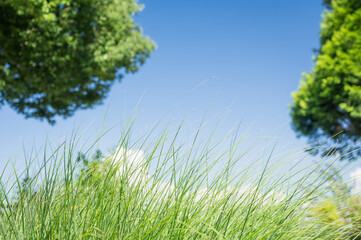 自然の中で涼しげなカレックス