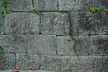 アオダイショウ