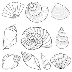 Marine theme set. Sea shells. Different seashells isolated on white background. Vector illustration Sketch style - obrazy, fototapety, plakaty
