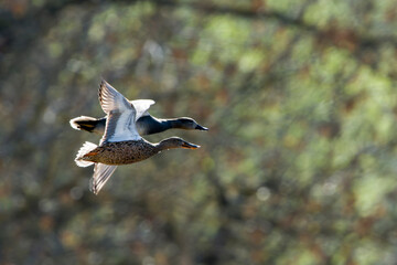 Schnatterente Männchen und Löffelente Weibchen im Flug im Gegenlicht