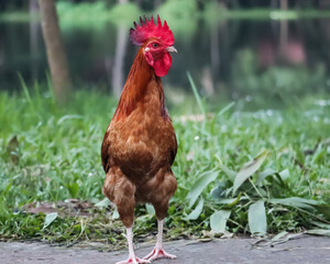 A  rooster standing in the pathway