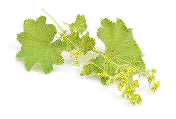 Alchemilla vulgaris, common name Lady's mantle. Isolated on white background