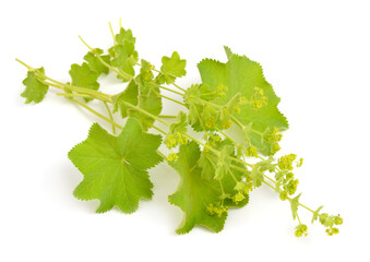 Alchemilla vulgaris, common name Lady's mantle. Isolated on white background