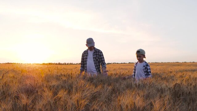 A farmer man in a plaid shirt walks with a child through a wheat field talking and studying agriculture. Happy family at sunset Agribusiness family teamwork, .